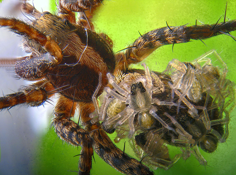 Piccoli Lycosidae:  Pardosa sp.  - Albizzate (VA)